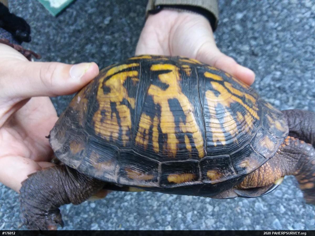 Eastern Box Turtle