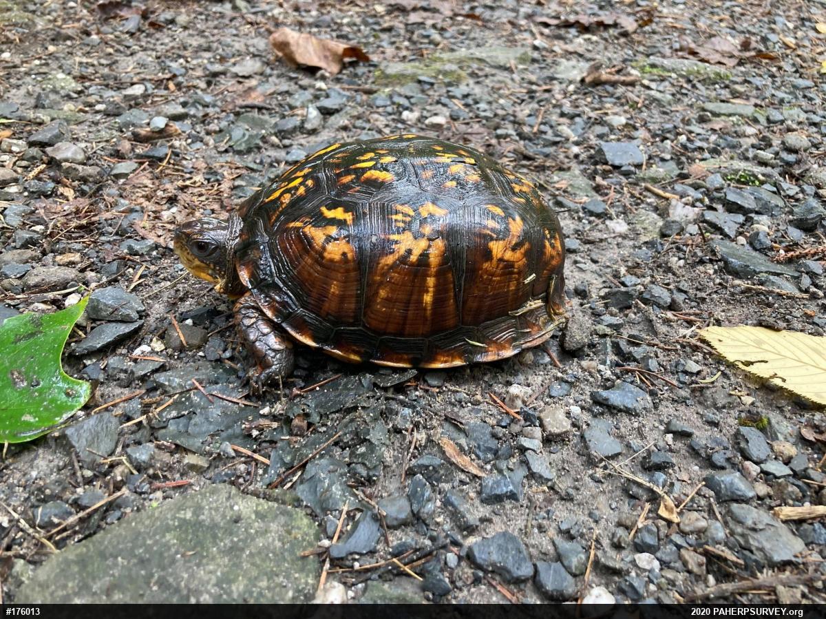 Eastern Box Turtle