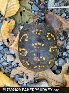 Eastern Box Turtle