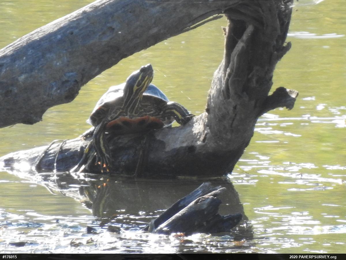 Red-eared Slider
