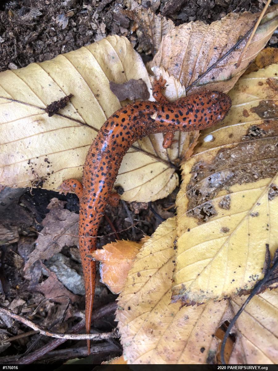Northern Red Salamander