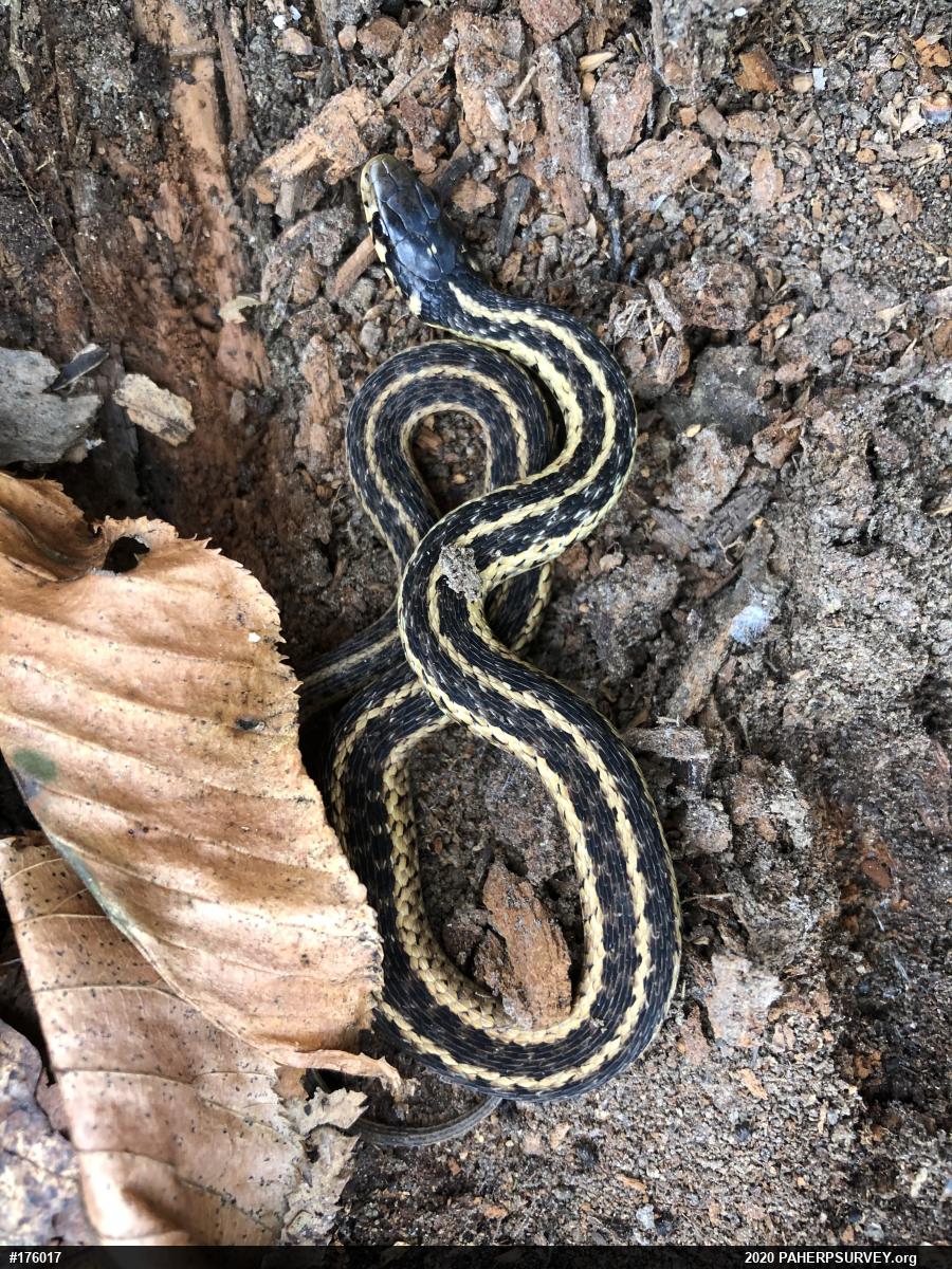 Eastern Gartersnake