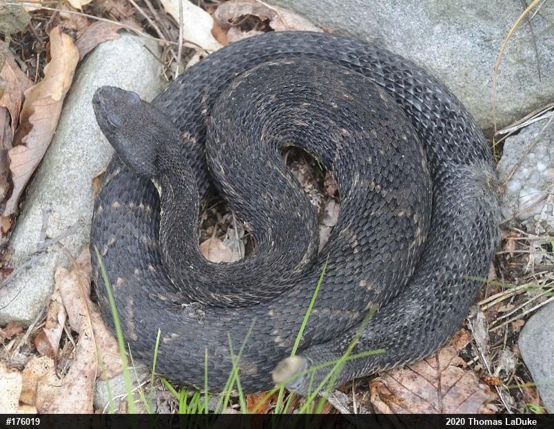 Timber Rattlesnake