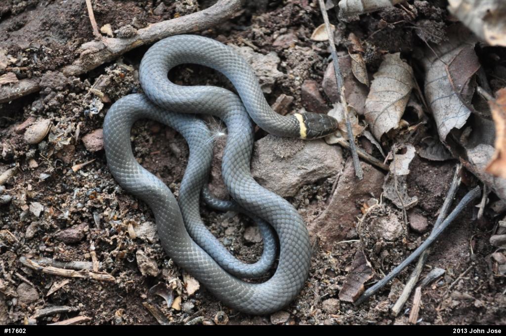Northern Ring-necked Snake