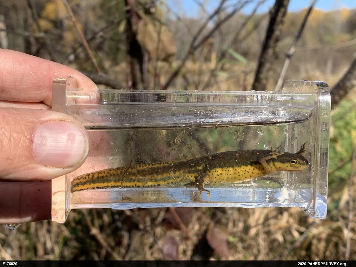 Red-spotted Newt