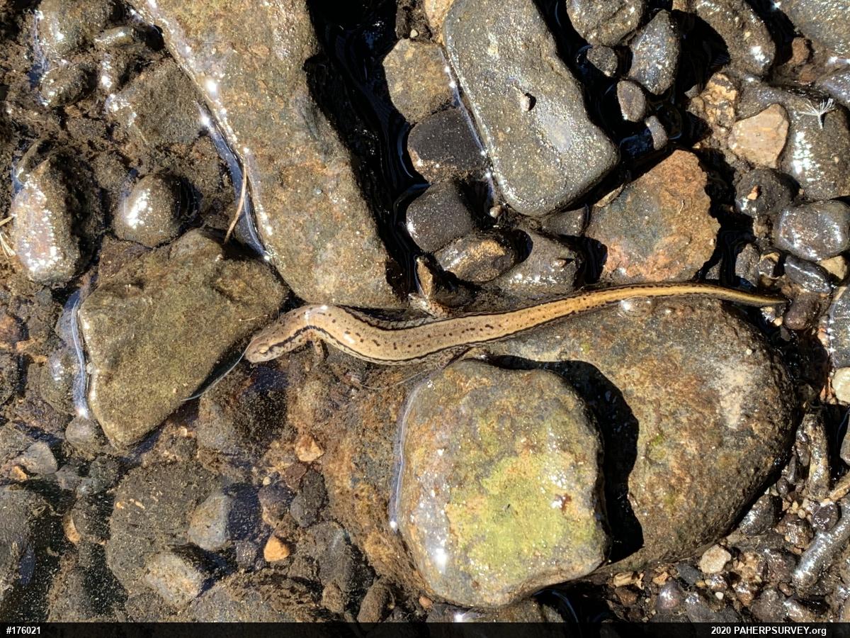 Northern Two-lined Salamander