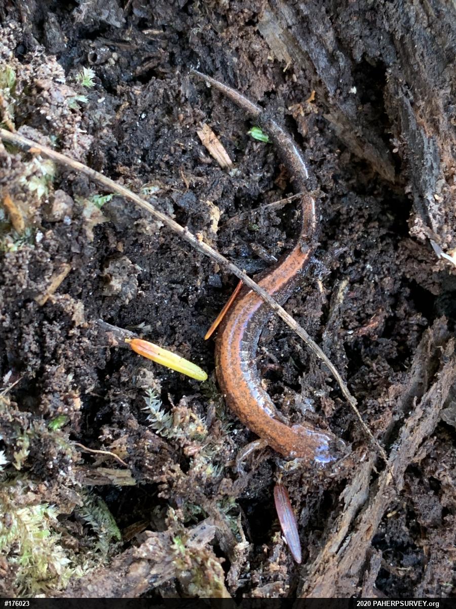 Eastern Red-backed  Salamander