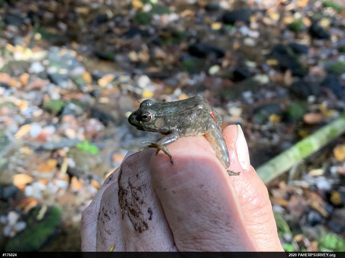 Green Frog