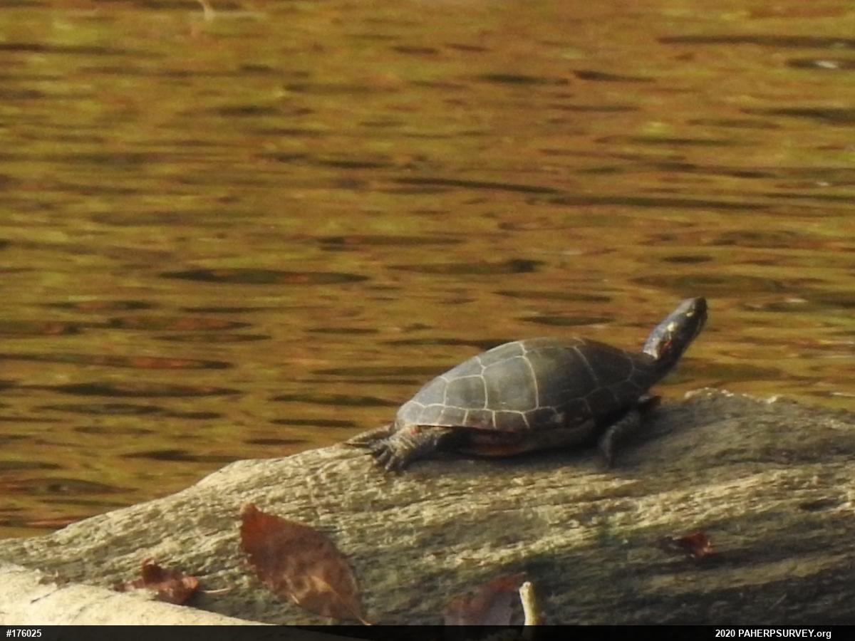 Painted Turtle