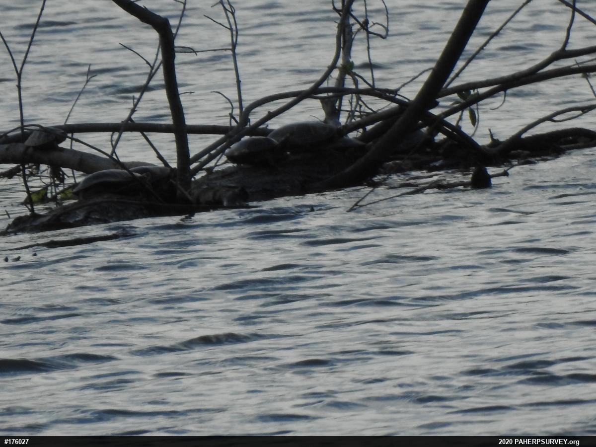 Painted Turtle