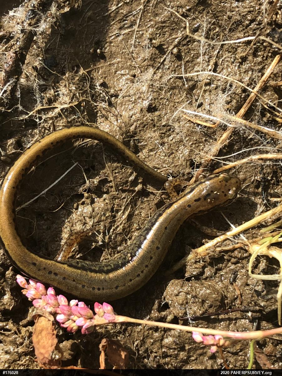 Northern Two-lined Salamander