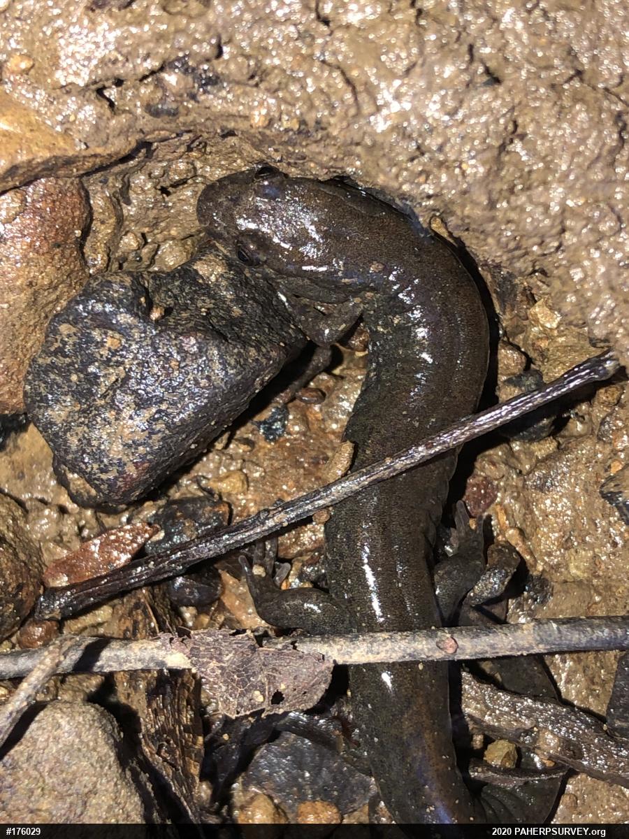 Northern Dusky Salamander