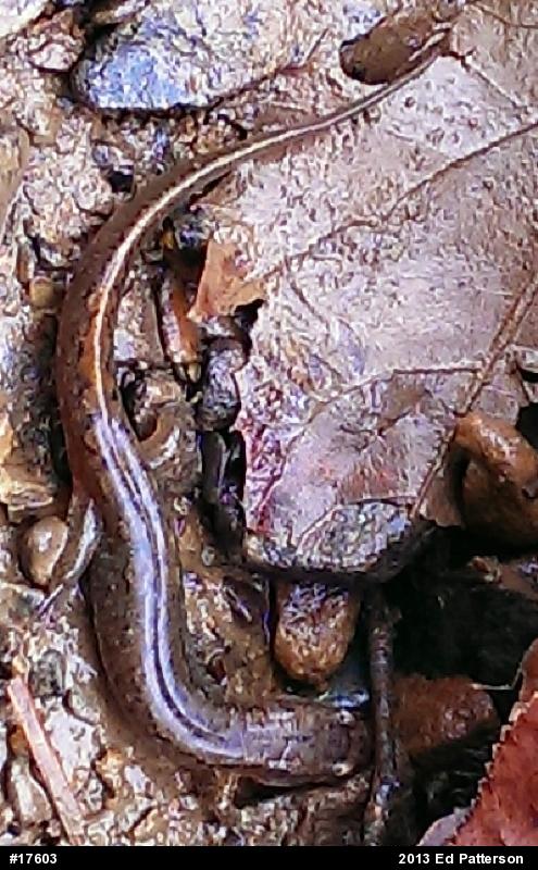 Northern Dusky Salamander