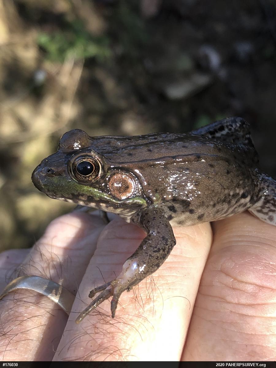 Green Frog