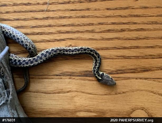Eastern Gartersnake