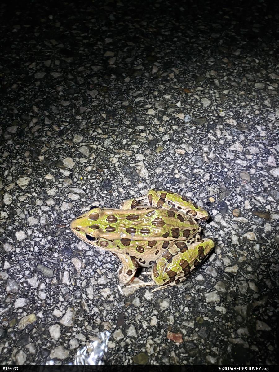 Northern Leopard Frog