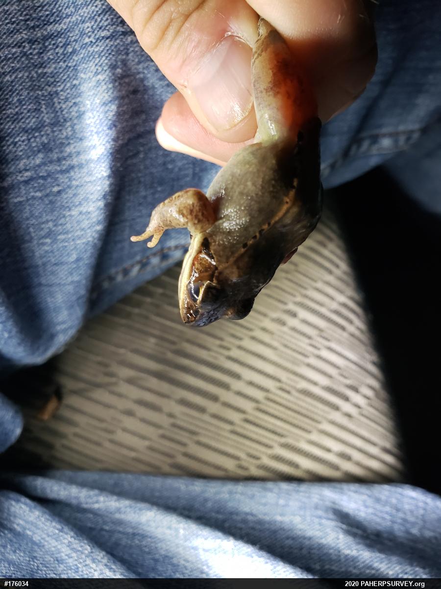 Wood Frog
