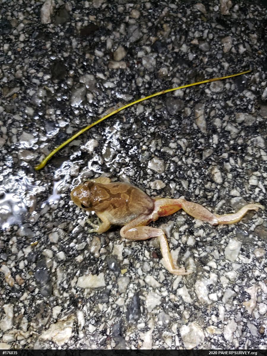 Spring Peeper