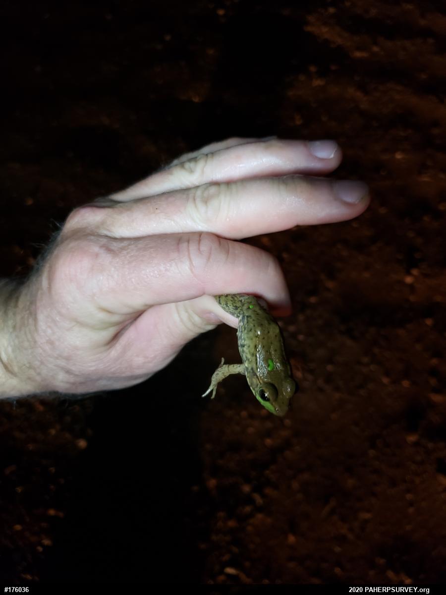 Green Frog