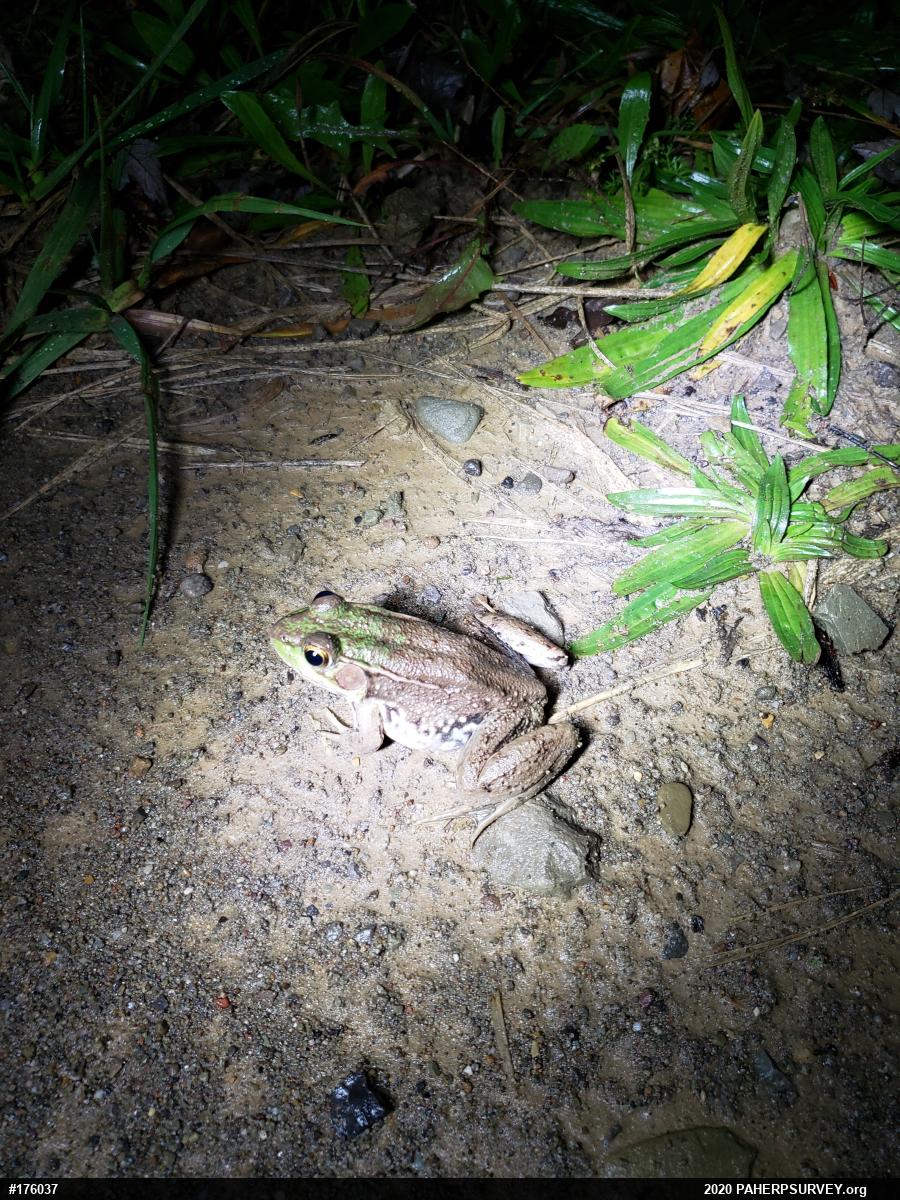 Green Frog