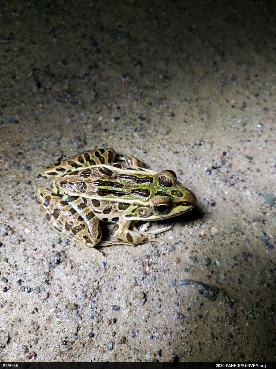 Northern Leopard Frog