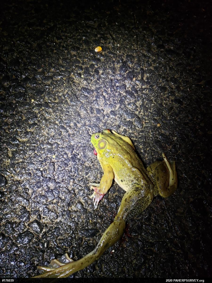 American Bullfrog