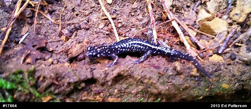 Northern Slimy Salamander
