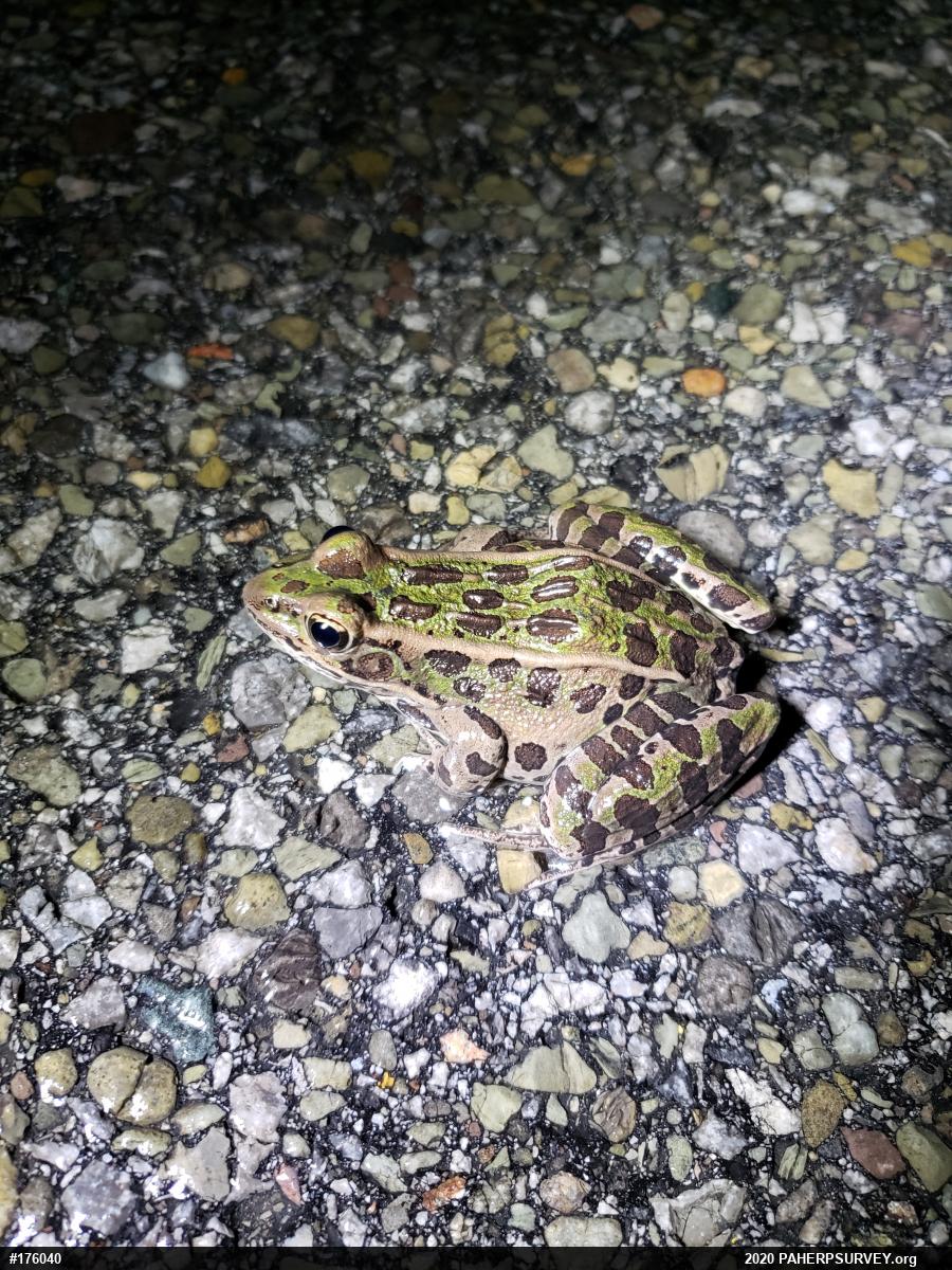 Northern Leopard Frog
