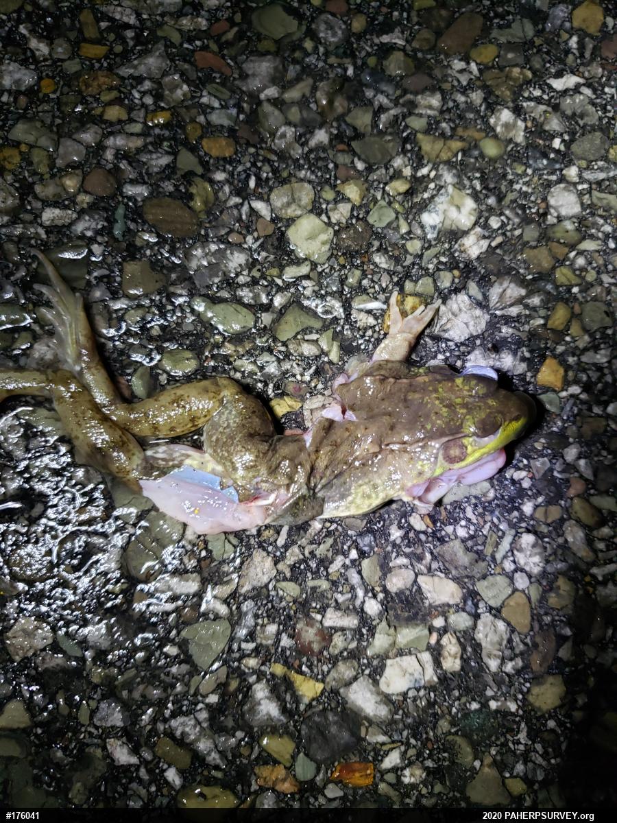 Green Frog