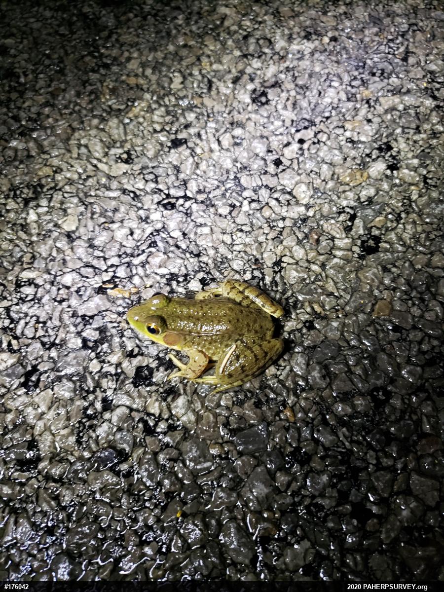 Green Frog