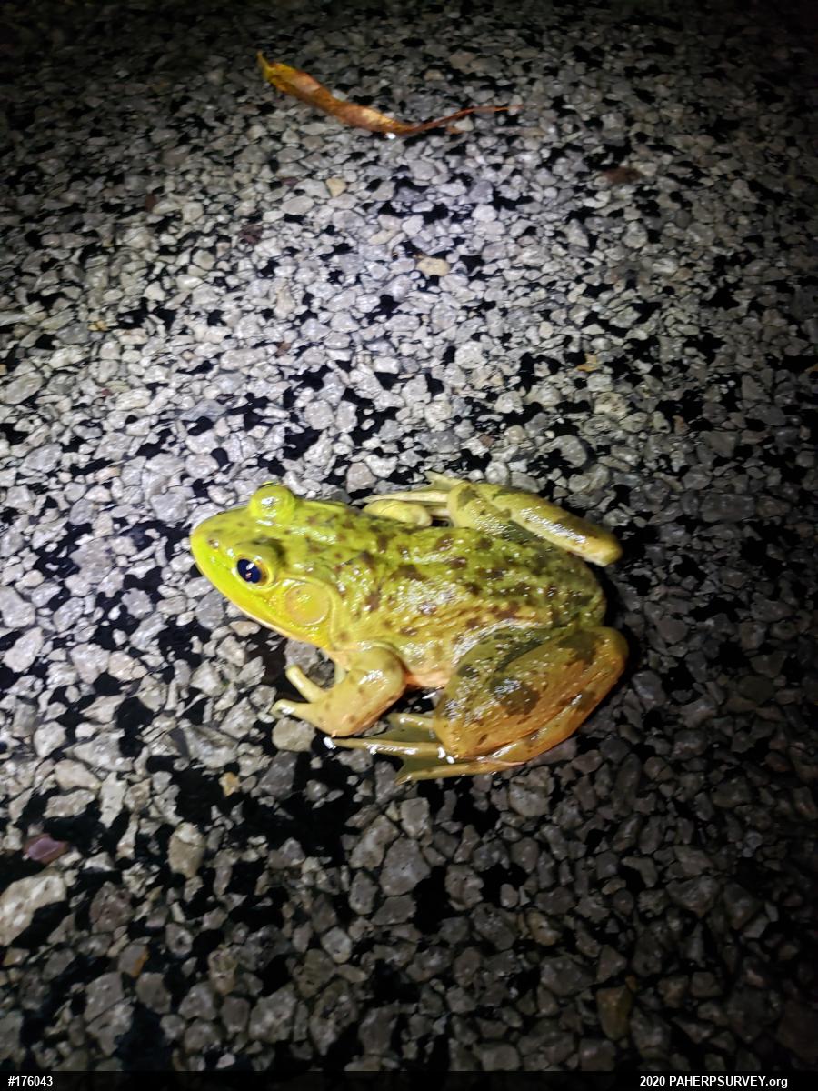 American Bullfrog