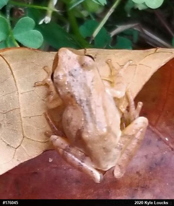 Spring Peeper