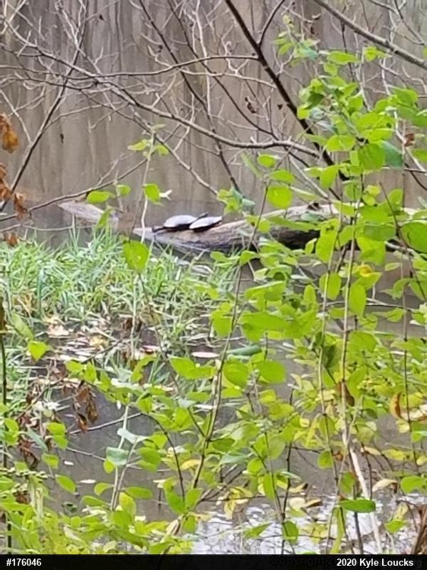 Painted Turtle