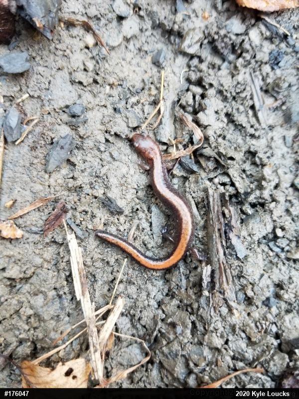 Eastern Red-backed  Salamander