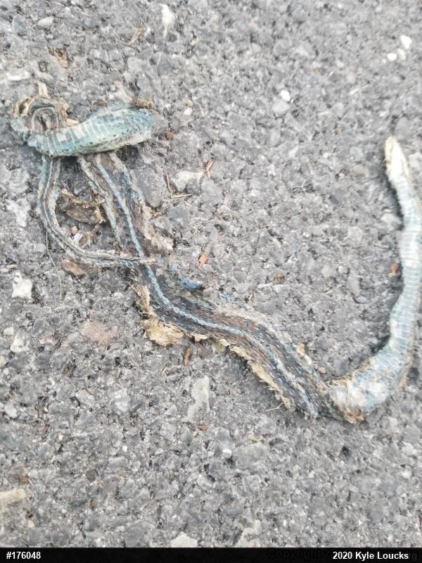 Eastern Gartersnake
