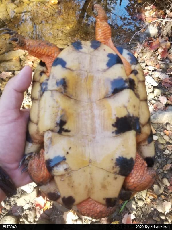 Wood Turtle