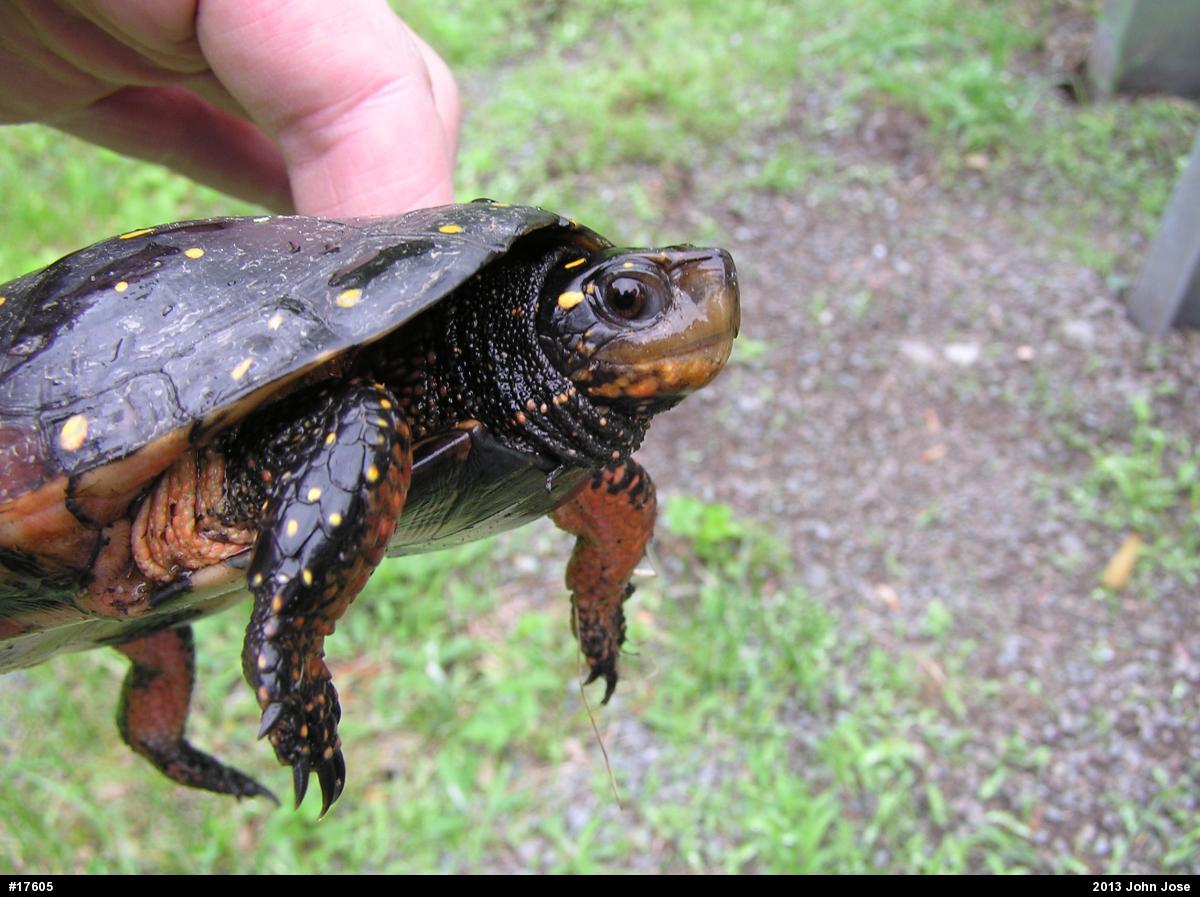 Spotted Turtle