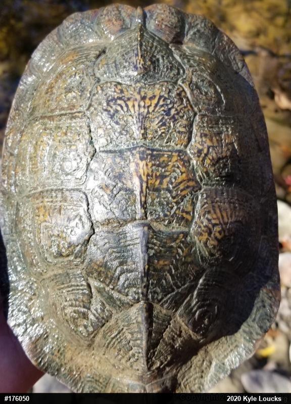 Wood Turtle