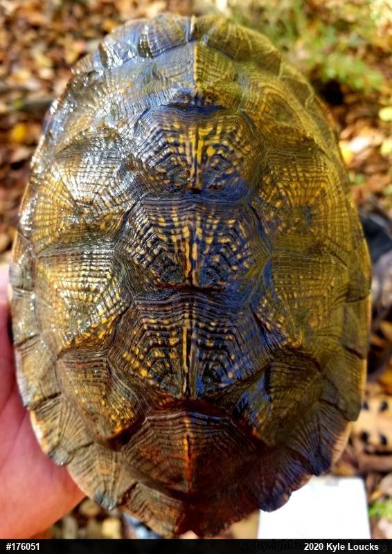 Wood Turtle
