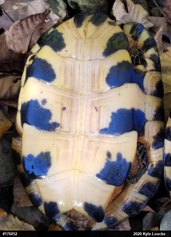 Wood Turtle
