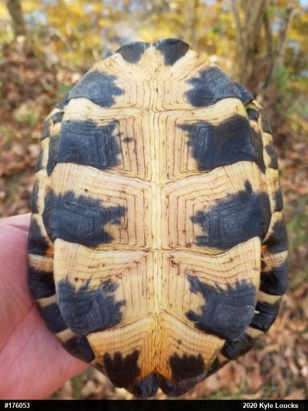 Wood Turtle