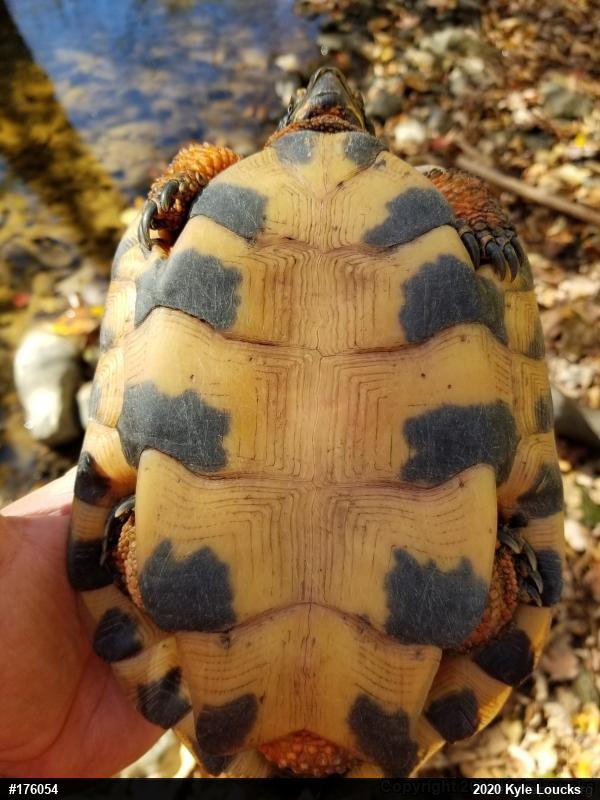 Wood Turtle
