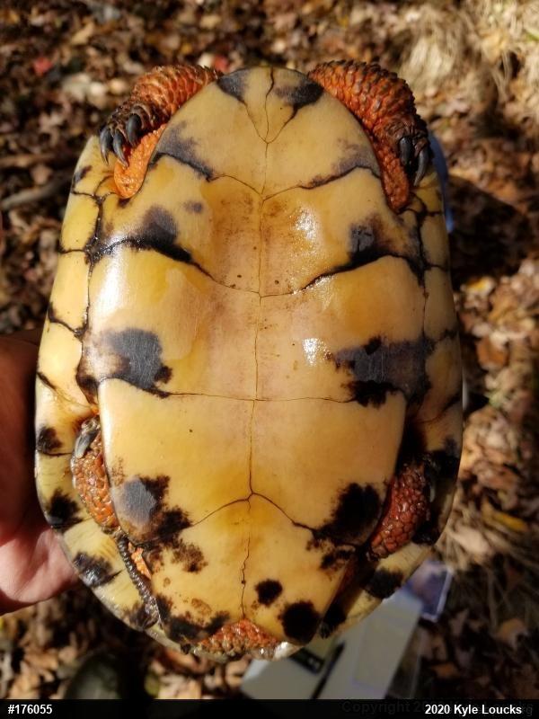 Wood Turtle