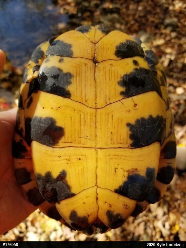 Wood Turtle
