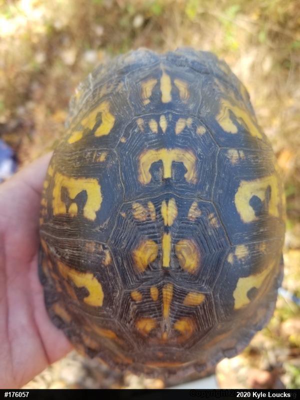 Eastern Box Turtle