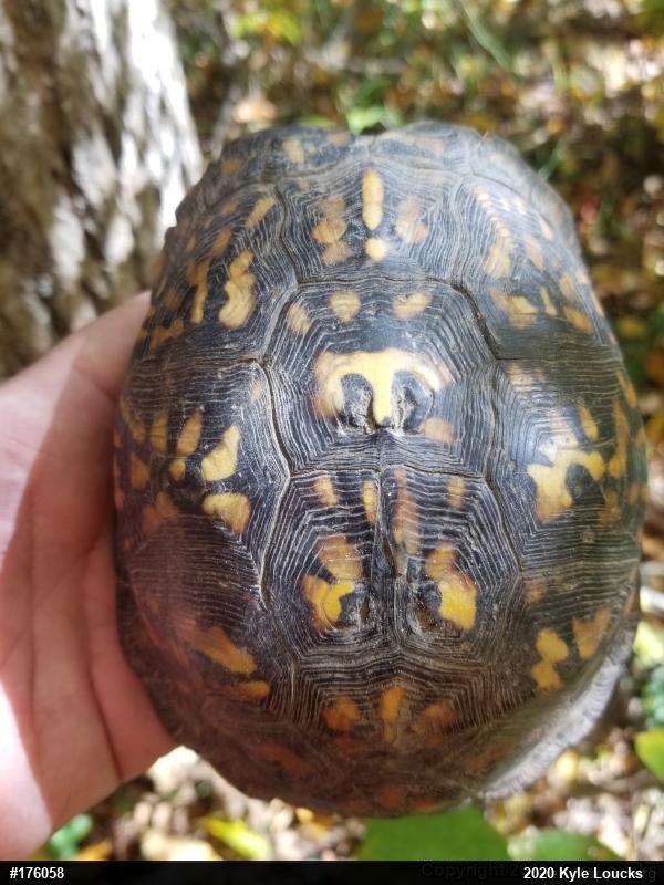 Eastern Box Turtle