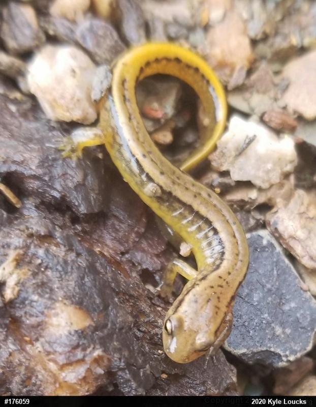 Northern Two-lined Salamander