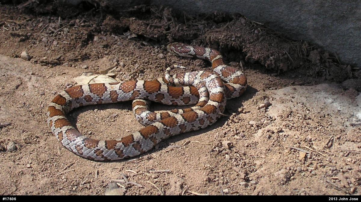 Eastern Milksnake