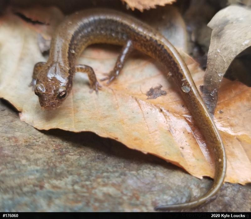Northern Two-lined Salamander