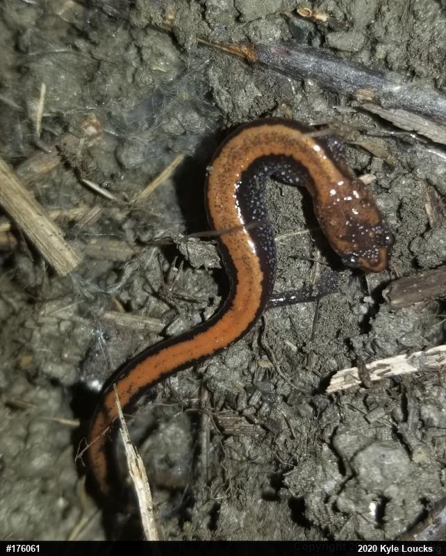 Eastern Red-backed  Salamander